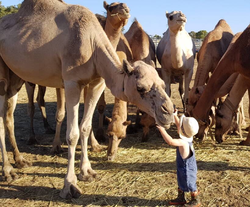 Three-year-old Tim is a natural little camel dairy farmer.