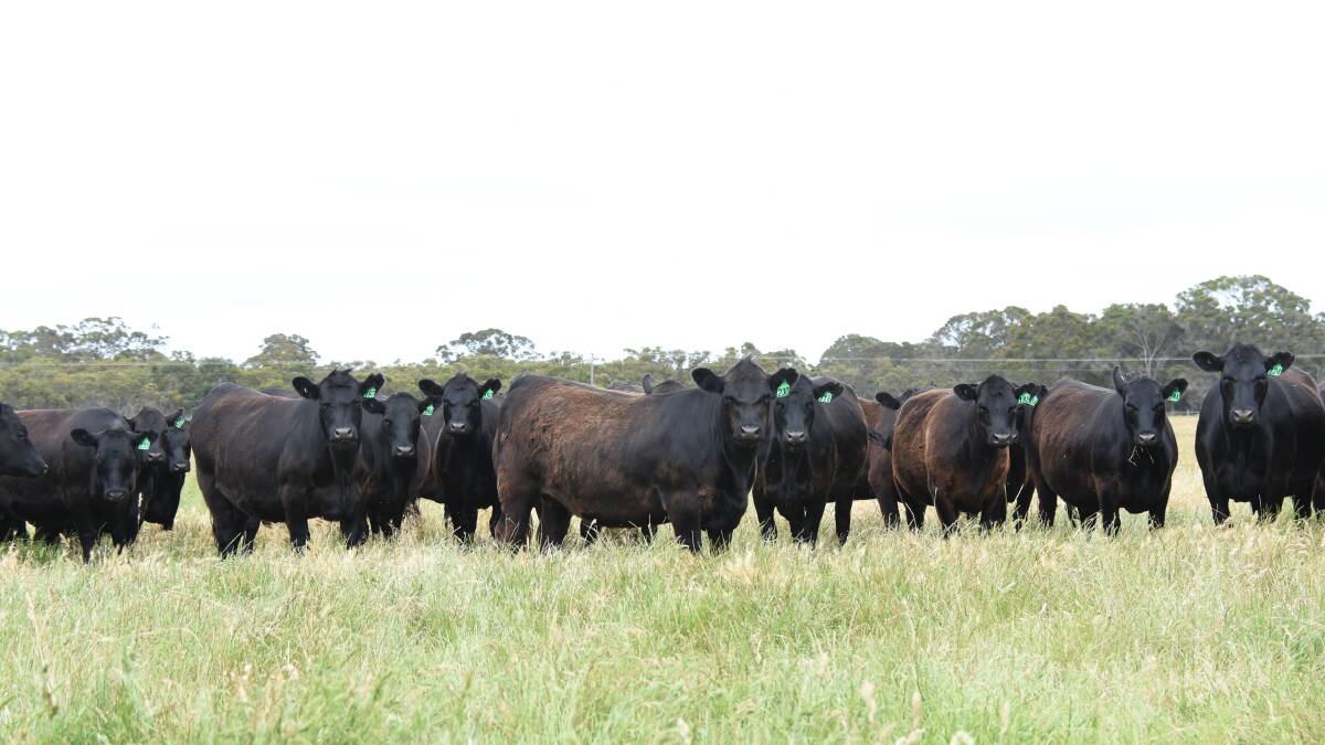 The Forbes family, Dundeal Holdings, Narrikup, will again be the largest vendor in the Nutrien Livestock Great Southern Blue Ribbon Breeders Sale at Mt Barker on Tuesday, January 12, 2021, when it offers a draft of 280 PTIC Angus heifers.