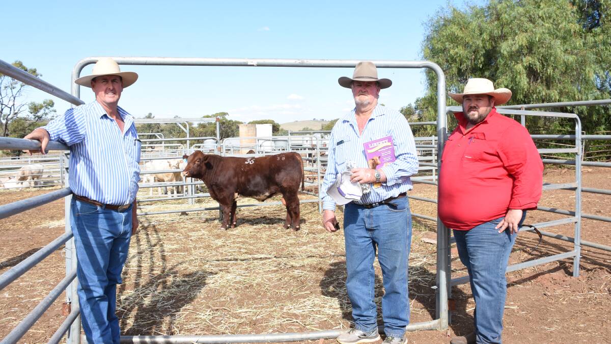 With the $9000 top-priced Shorthorn bull, Liberty Stockman S8, at last week's Liberty Charolais and Shorthorn Yearling Bull Sale at Toodyay were Liberty stud co-principal Kevin Yost (left), buyer Don Hammarquist, Walkaway and Mt Augustus station, Upper Gascoyne and Elders, Pilbara and Gascoyne representative Clint Avery.