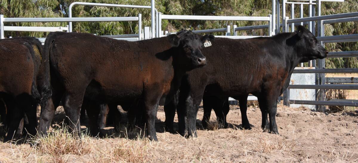 Regular weaner sale vendor South West Pastoral, Pinjarra, will present 58 Angus calves (42 steers and 16 heifers) in the coming sale.