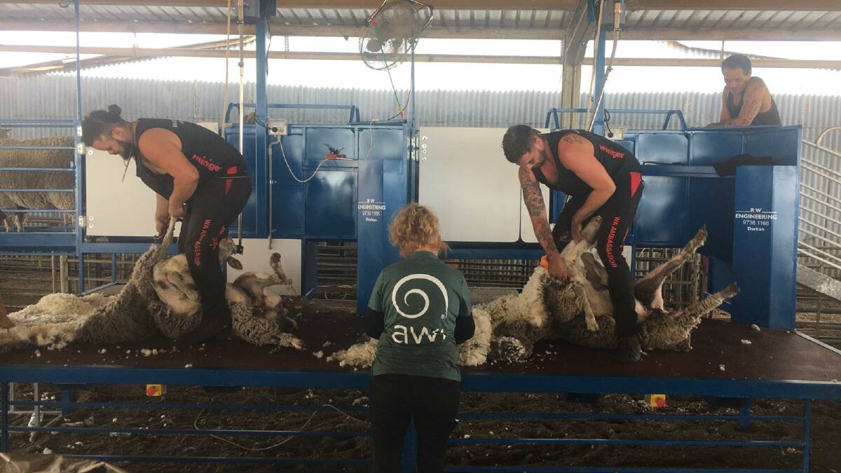 Wool harvesting ambassadors, Ethan Gallatly (left) and Ethan Harder at work on the boards of the AWI modular sheep delivery unit at the shearing and wool handling workshop at Rhodes Pastoral, Boyup Brook.