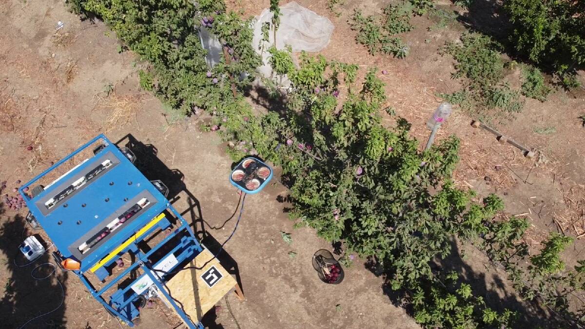 Plum picking with a land unit that doubles as a collection bin (left) and a flying autonomous robot (centre).