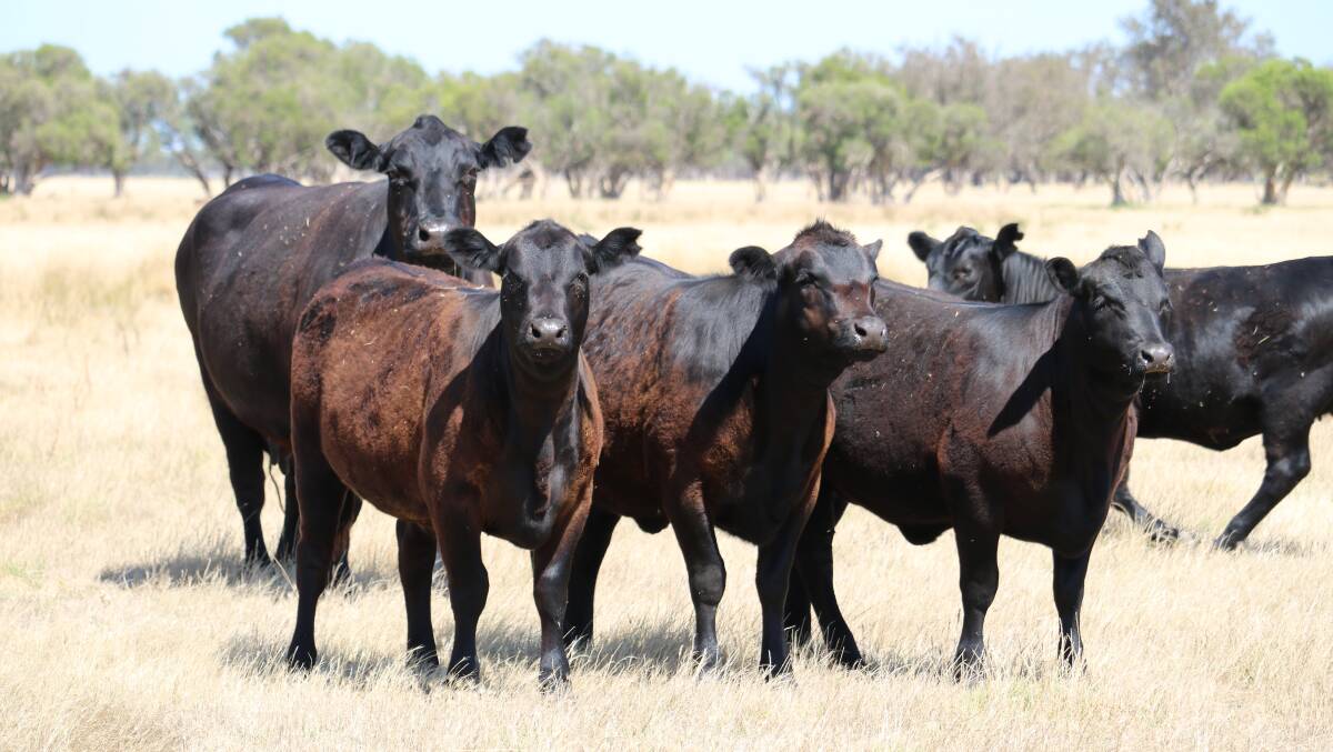 An example of the type of Angus heifers being bred by the Neville family on their Gingin property.