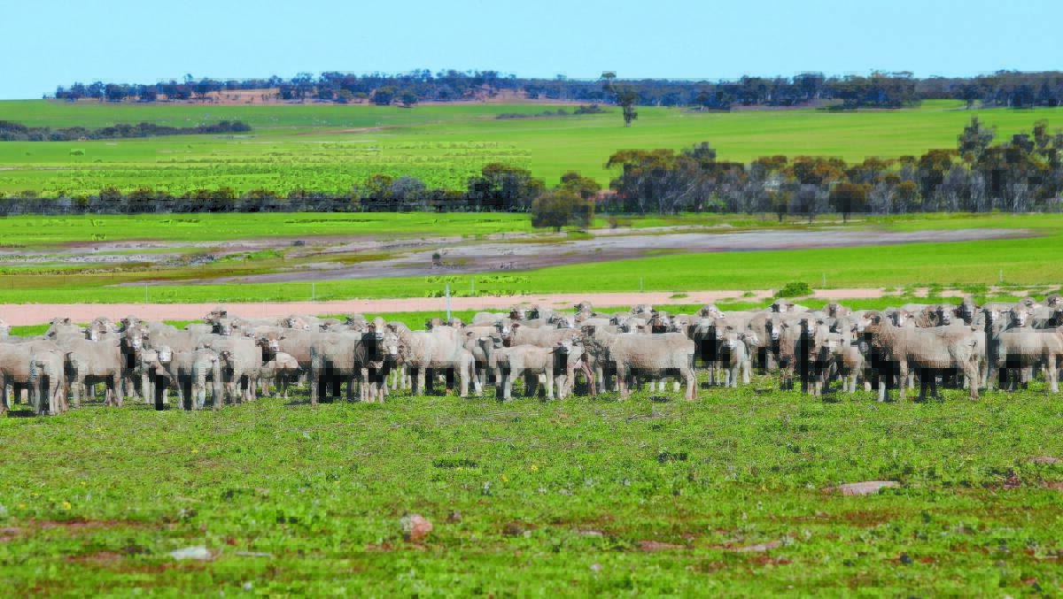 Of the 2000 Merino breeding ewes on the Squiers family farm, 700 are joined with Poll Dorset rams for prime lamb production. David Squiers said it results in robust lambs that easily gain weight and mature early enough to reach target weights quickly.