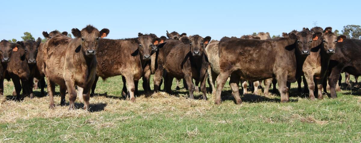 An example of the 31 Murray Grey steer weaner steers which will be offered by Alcoa
Farmlands, Pinjarra and Waroona, in the sale.