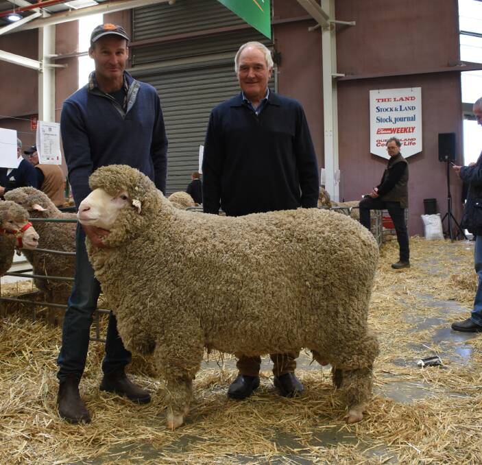 Tilba Tilba stud co-principals Andrew (left) and Stuart Rintoul, Williams, purchased this August shorn Poll Merino sire in the sale from the Alfoxton stud, Armidale, New South Wales, for $4000.