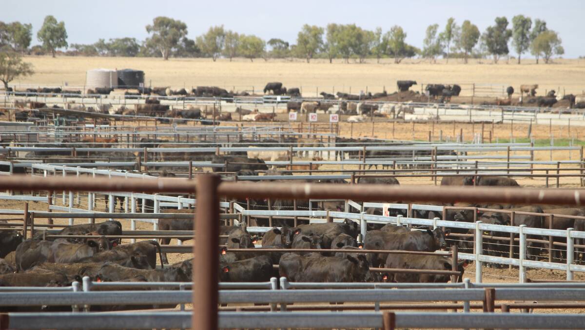 A view of some of the cattle in Kylagh's 50 hectare feedlot at south Tammin.