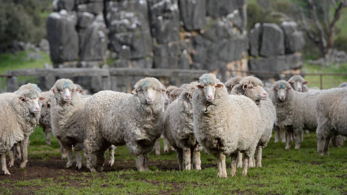 High output sheep management spotlight