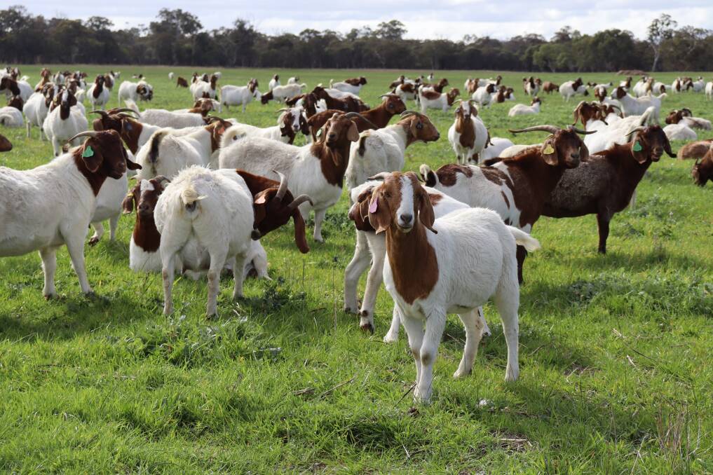 Mr Bunce runs 1000-head of mixed origin goats including 800 to 900 breeders and 150 replacements.