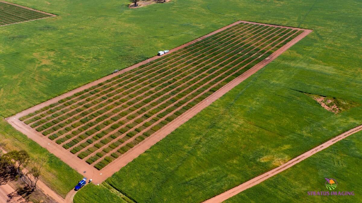 Perth-based agtech company Stratus Imaging is using drone technology to change the way crop trials are assessed.