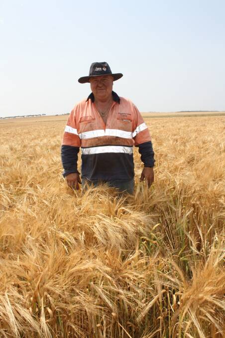 Mr Wallace standing in a five tonne a hectare barley crop which he said was easily handled by his new CLAAS Lexion 770 header.