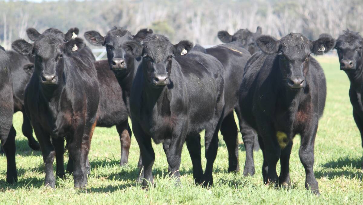 An example of the 55 Angus heifers to be offered at the sale by the Fry family, Crendon Irrigation, Donnybrook, that will include a draft of vet-checked heifers recommended for future breeders.