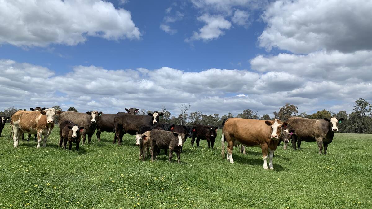 Cattle property is a proven performer