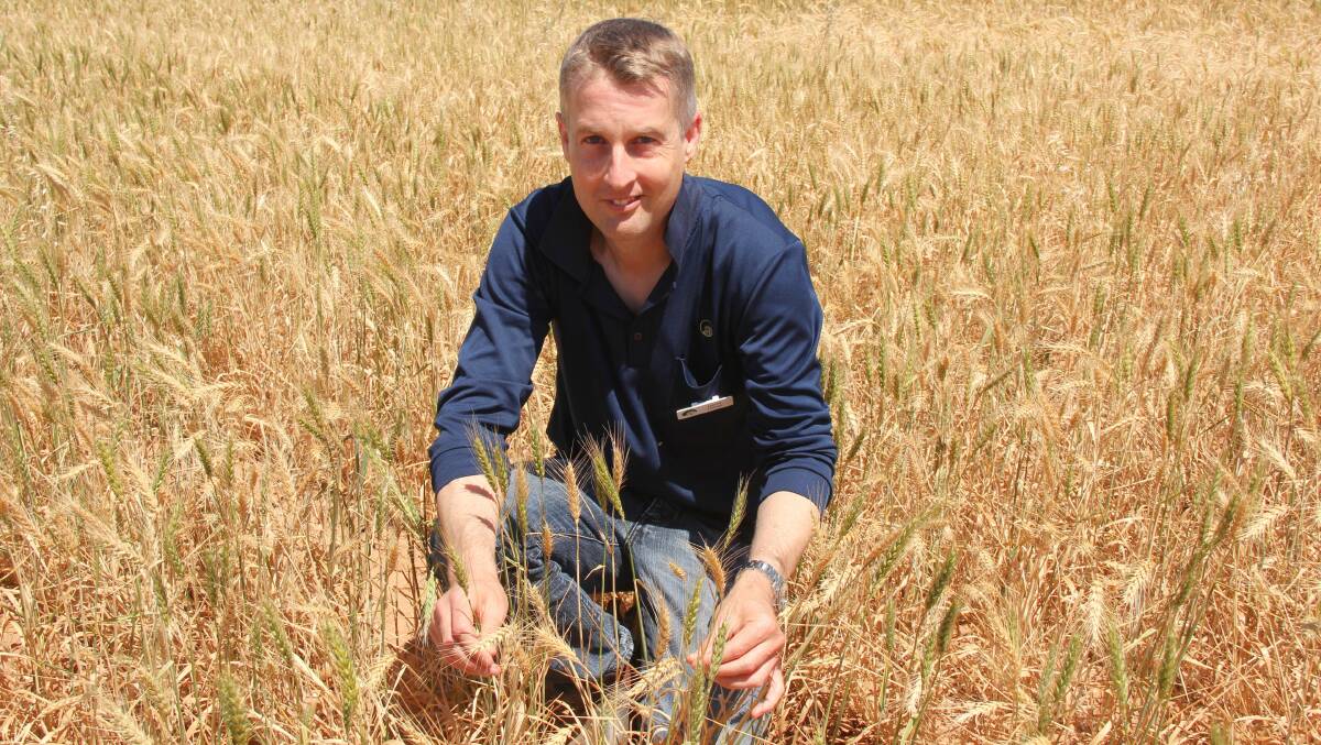 DPIRD plant pathologist Daniel Huberli at a field day on crown rot at the DPIRD Merredin Research Station.