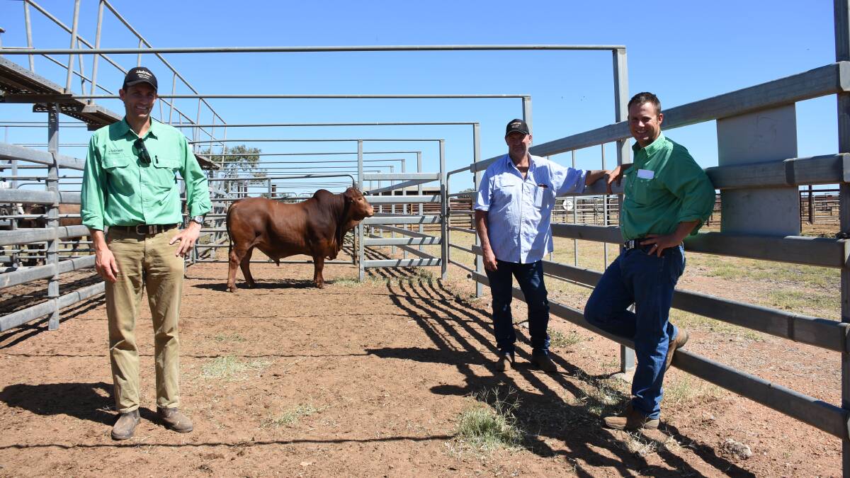 With the $5500 top-priced bull sold by the Mutton family's Fieldhouse Droughtmaster stud, Wickepin, at last week's Narngulu Invitation Bos Indicus Bull Sale were Nutrien Livestock Wickepin agent Ty Miller (left), Fieldhouse stud principal Ken Mutton and Nutrien Livestock Pilbara/Gascoyne agent Shane Flemming, who purchased the bull for Jim and Lorraine Dorrell, Clovermia Grazing, Mia Mia station, Carnarvon.