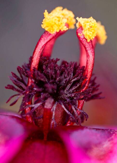 The colours in this photograph of drosera reflexa, taken by Greg Bourke are stunning.