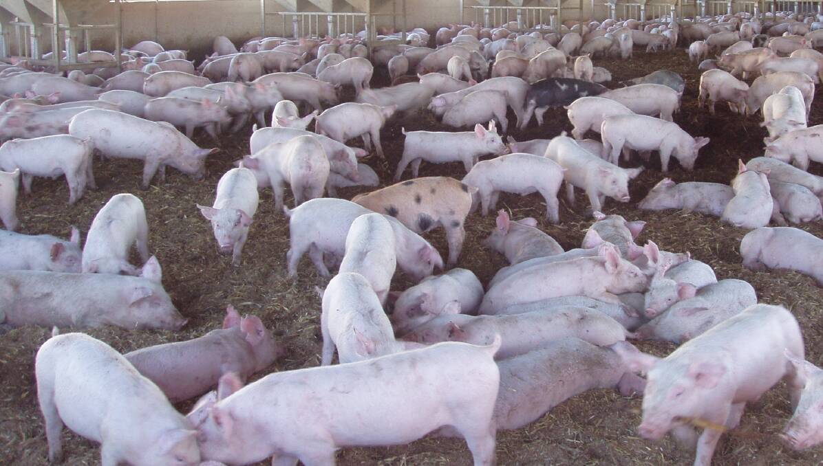 Vigilance needed to control swine fever