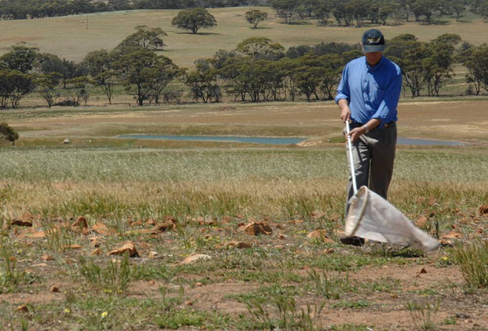 Broadacre farmers are encouraged to monitor pastures and crops for Australian plague locusts, report observations to DPIRD and treat as necessary.