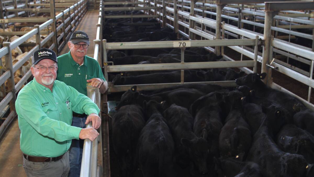 Nutrien Livestock auctioneer Brad Keavers (left) and Nutrien Livestock pastoral agent Roger Leeds with some of the quality Angus steers offered by Mr Leeds client Mt Gerizim Farms Pty Ltd, Dandaragan, one of the sale's larger vendors with a big draft of Angus steers that sold to $1927 and 730c/kg.