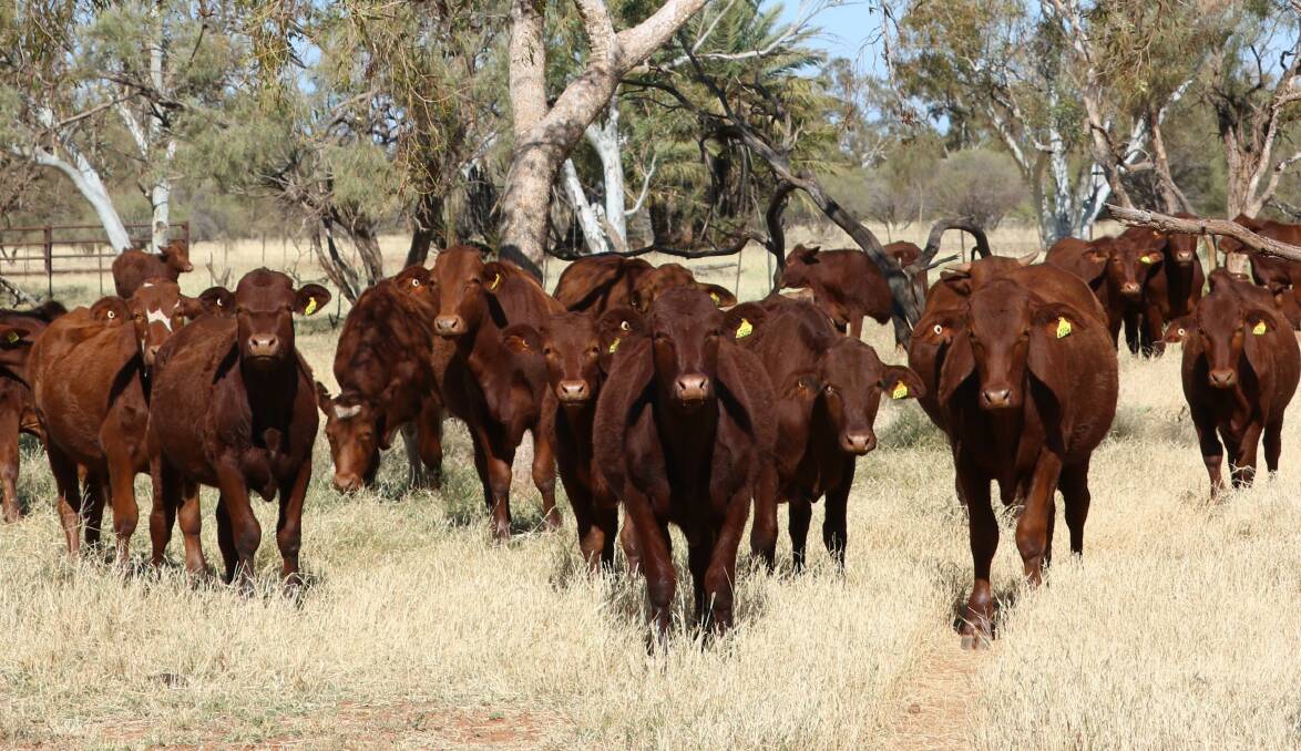 Young steers in one of the homestead holding paddocks.