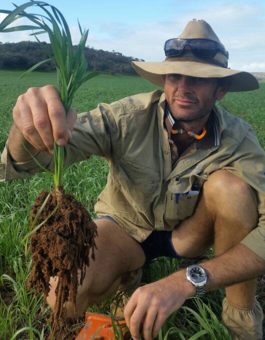 Chapman Valley farmer Jason Stokes examines a healthy plant root system. In-furrow liquid nutrition is seen as a new pathway to enhancing plant growth.
