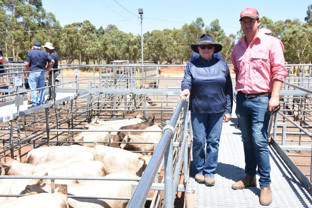 Vendor Sharon Francis, ST Francis, Paradise, looked over the Murray Grey heifers she offered in the sale with Elders, Boyanup representative Alex Roberts. In the sale Ms Francis sold a pen of six Murray Grey heifers for $2000 and a pen of eight Angus heifers for $2000.