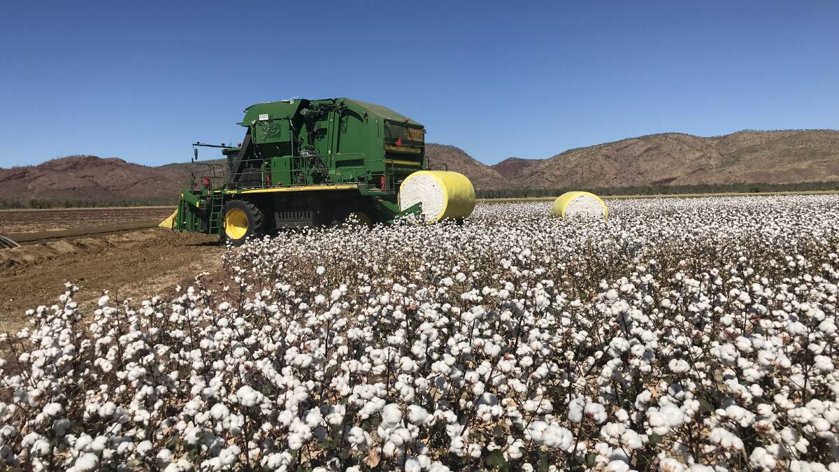 Cotton production trials are yielding positive results in Western Australia's East Kimberley region.