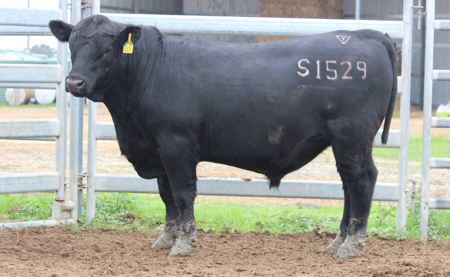 Lawsons Ashland S1529 (by GAR Ashland) sold to a South Coast buyer for the sale's $20,250 third top price.