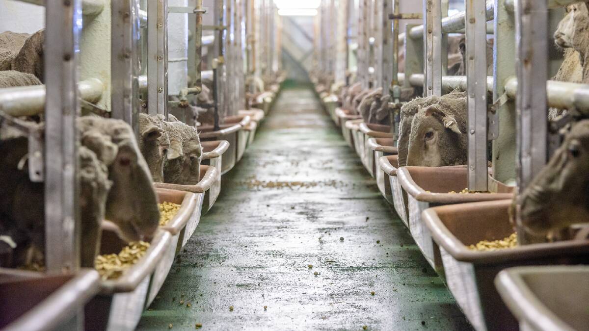 A total of 502,758 sheep were shipped from Australia last year, with WA accounting for 99.2 per cent or 498,789-head. Picture by The Livestock Collective.