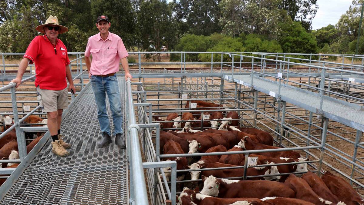 Terry Tarbotton (left), Elders Nannup and Michael Carroll, Elders South West livestock manager, inspecting the Hereford steers from JL & J Gibbs, Boddington, before the weaner sale. Mr Tarbottom secured all the pens of the Gibbs cattle for a client and paid the sale's top price of 342c/kg.