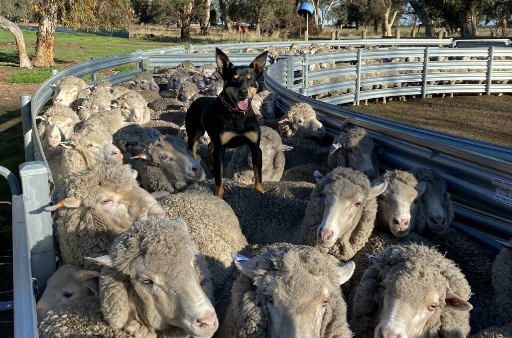 The inaugural Western Australian working dog auction will be held at the Rabobank WA Sheep Expo & Ram Sale at the Katanning showgrounds next month. Photo: Blake Robinson