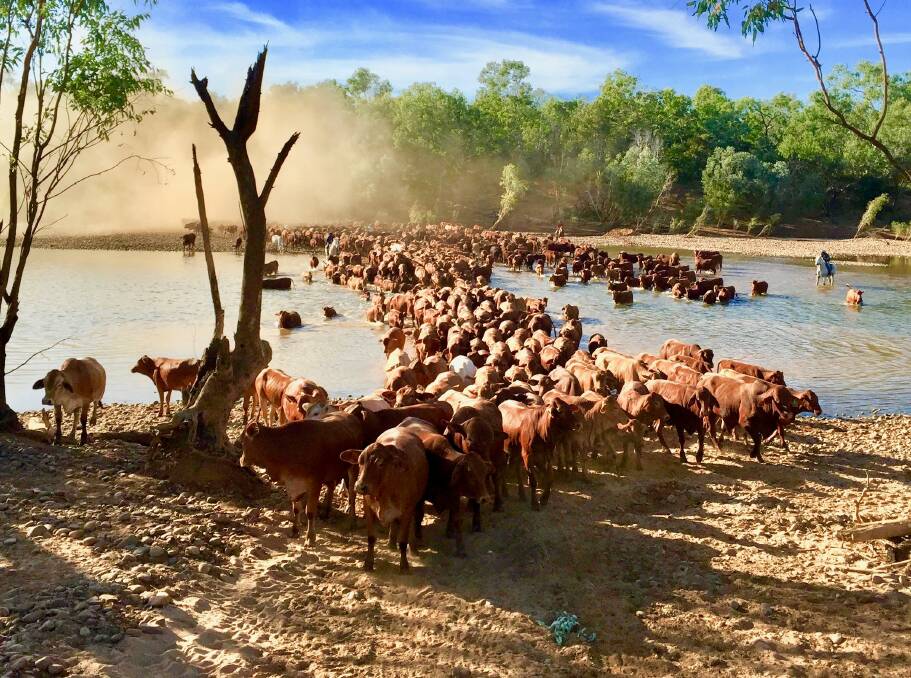 The sale of the Jubilee Downs and Quandun Downs pastoral leases, near Fitzroy Crossing, is expected to be completed by mid-August. Media reports have said the deal is worth about $30 million. Photo: Elders.