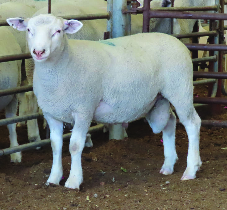 The $2500 top-priced Maternal ram at the Mount Ronan Maternal and White Suffolk annual online summer ram sale last Friday was purchased by return buyer AK O'Halloran, Horsham, Victoria.