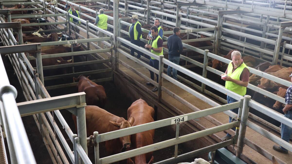 In 2020 the public was excluded from attending the weekly livestock sales across the State for about six weeks due to COVID-19 restrictions. Registered buyers at the Muchea Livestock Centre were seen in high visibility vests keeping 1.5 metres apart during the sales. Feedlotters and small buyers were encouraged to have an agent buy on their behalf to limit the numbers in the yards, much to the distaste of the usual attendees. From all reports there were only a few minor incidents at the gates during the restrictions with most people compliant to the rules. The restrictions did not affect the sale prices or slow down the demand for livestock from Eastern States buyers. During January-November 2020 about 80,500 cattle were transferred east the second highest number on record after 2010's figure.