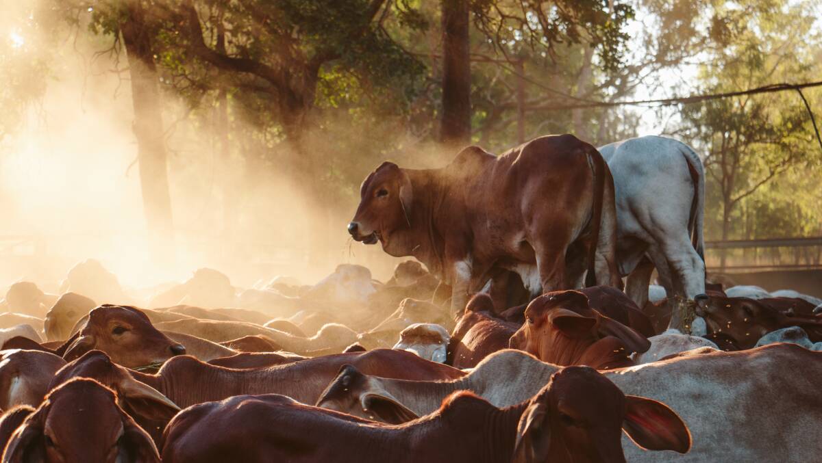 Some of the Brahman cattle run on the Lester familys Larrizona station. Photo by Kate Harding Rural Photographics.