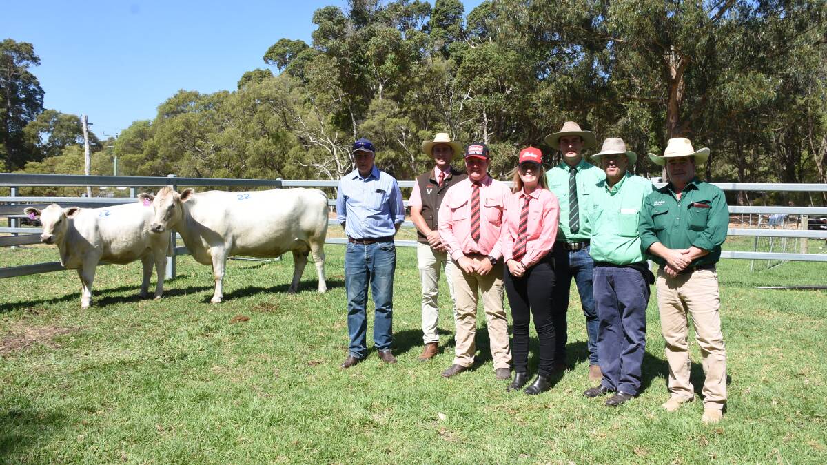 Prices hit a high of $12,000 for this PTIC cow and calf unit at the Monterey Ladies Day Female Sale last week at Karridale when it sold to a buyer operating on AuctionsPlus from the United States. With the Murray Grey cow and calf were Monterey stud principal Gary Buller (left), Elders South West livestock manager Michael Carroll, Elders auctioneer and Donnybrook representative Pearce Watling, Elders stud stock representative Lauren Rayner, Nutrien Livestock trainee Jordan Dwyer, Nutrien Livestock South West manager Mark McKay and Nutrien Livestock, Boyup Brook agent Jamie Abbs.