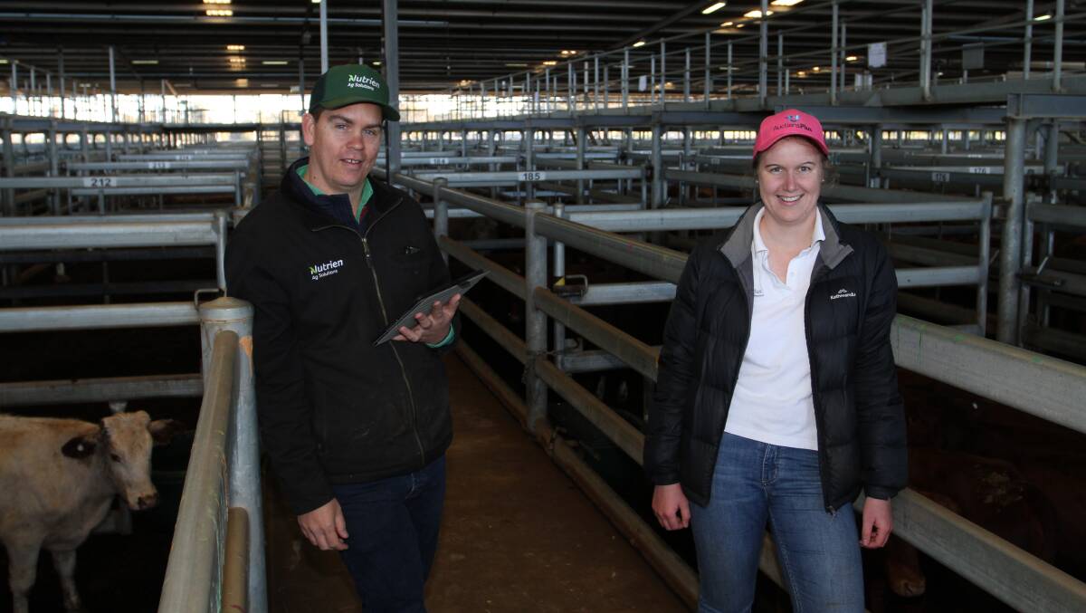 Nutrien Livestock AuctionsPlus level three assessor and sale co-ordinator Simon Green (left) and AuctionsPlus commercial operations WA Teeah Bungey making the final preparations to interface the sale on AuctionsPlus. The online platform purchased numerous lines of pastoral heifers paying to the section's top liveweight price of 320c/kg.