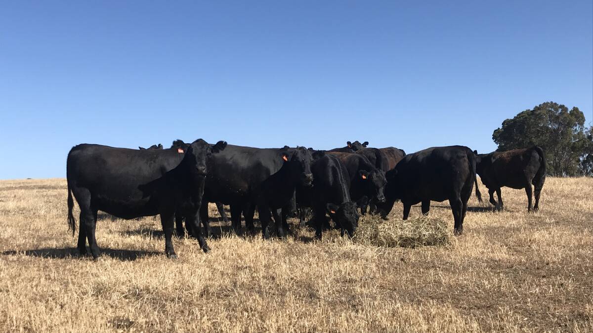 The Phillips family, Kanangra Grazing, Manjimup, will offer 50 PTIC Angus heifers in the sale which are joined to Gandy Angus bulls. Along with the PTIC line the family will also offer 50 unmated 2019-drop Angus heifers in the sale.