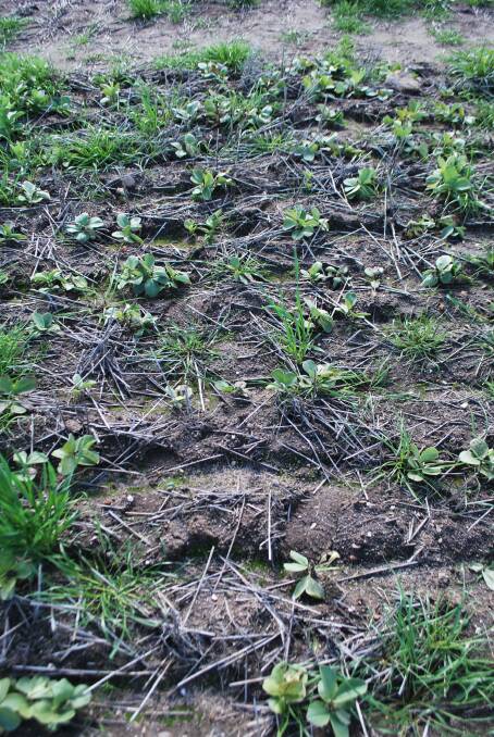 The control shown from an application of Priority post-emergent herbicide at 25 mL/ha (above right), pictured 28 days after application at Katanning last season, when the faba beans were continuing to die. Faba beans, field peas and lentils were all controlled with Priority and would have been smothered by a competitive cereal crop.