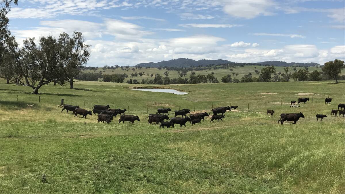 Rifa Salutary, one of the largest Chinese owners of Australian agricultural land, has listed its entire ag portfolio for sale, comprising 44,000 hectares of prime New South Wales and Victorian pastoral/grazing and a smaller portion of cropping land. Photo: CBRE.