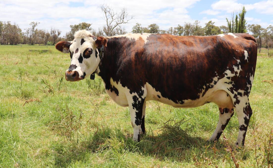 The Halls milk the only purebred herd of French Normande cows in Australia to make their cheese.
