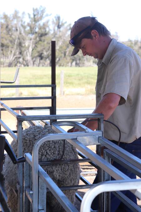 Paul Goerling weighing and classing ewe hoggets with the help of modern sheep handling equipment on farm.