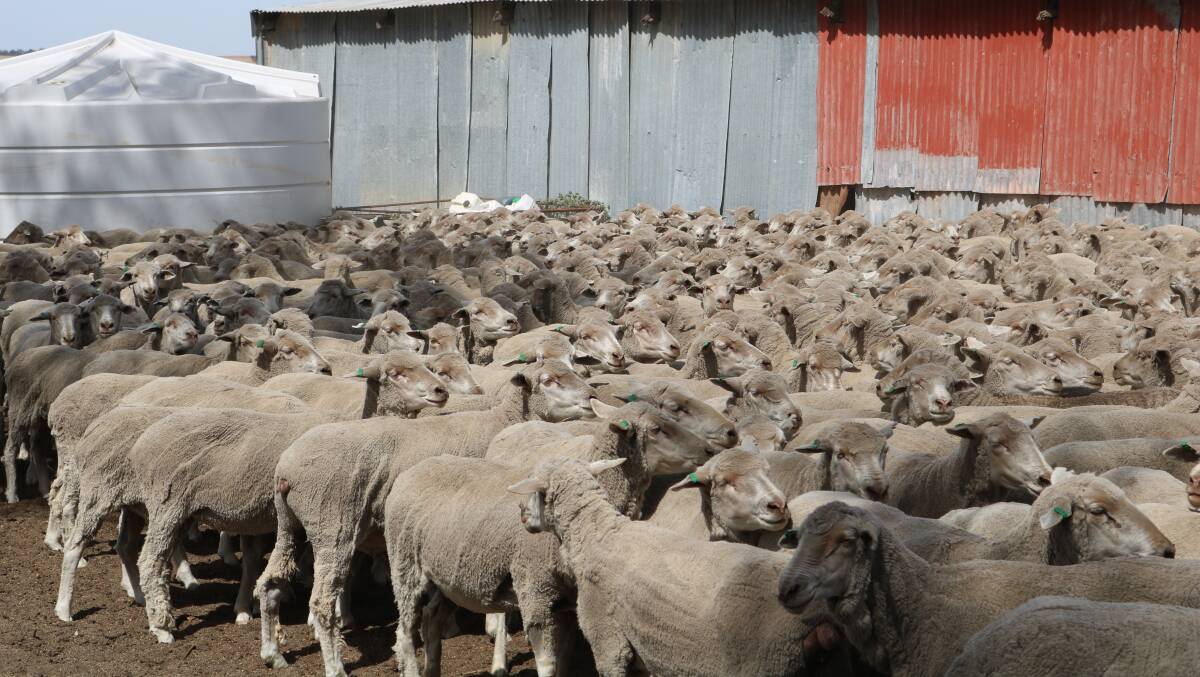 The 450 green tag rising three year old Merino ewes, were shorn 