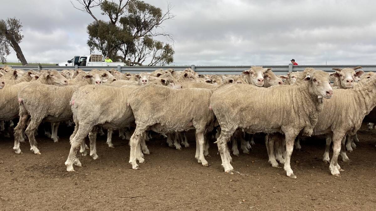  An example of the 4.5yo ewes which will be offered by the Guinness family, RJ & CM Guinness, in the Corrigin saleyards.