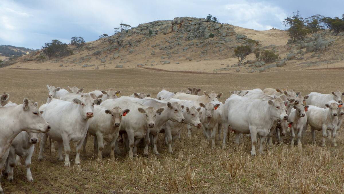 The Charolais influence is a big advantage when calves enter the grain feeding program.