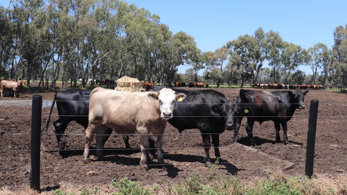 South West cattle in the feedlot of Rodney Galati, Brunswick Junction. Record numbers of cattle have been on feed this year as the drought conditions particularly in Queensland impact the industry.