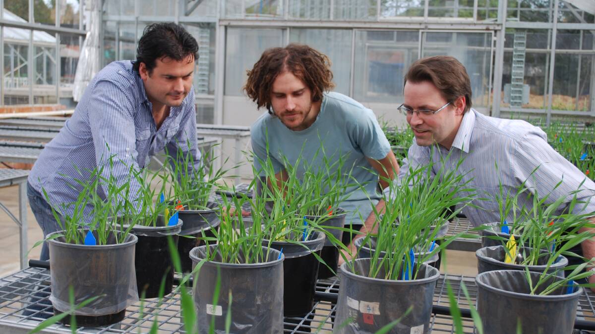 Nicolas Taylor (left), Richard Jacoby and Harvey Millar from The University of WA Centre of Excellence in Plant Energy Biology have uncovered a potential game changer for how wheat performs in salt-affected soils.