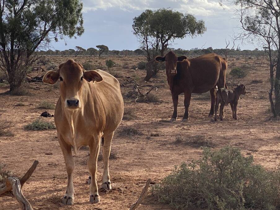 Pockets of the agricultural and pastoral regions have missed out on the widespread summer rain that delighted much of the State. On Virginia station, the Nullarbor, dry conditions have been the norm for about three consecutive years. Photo by Brooke Littlewood.
