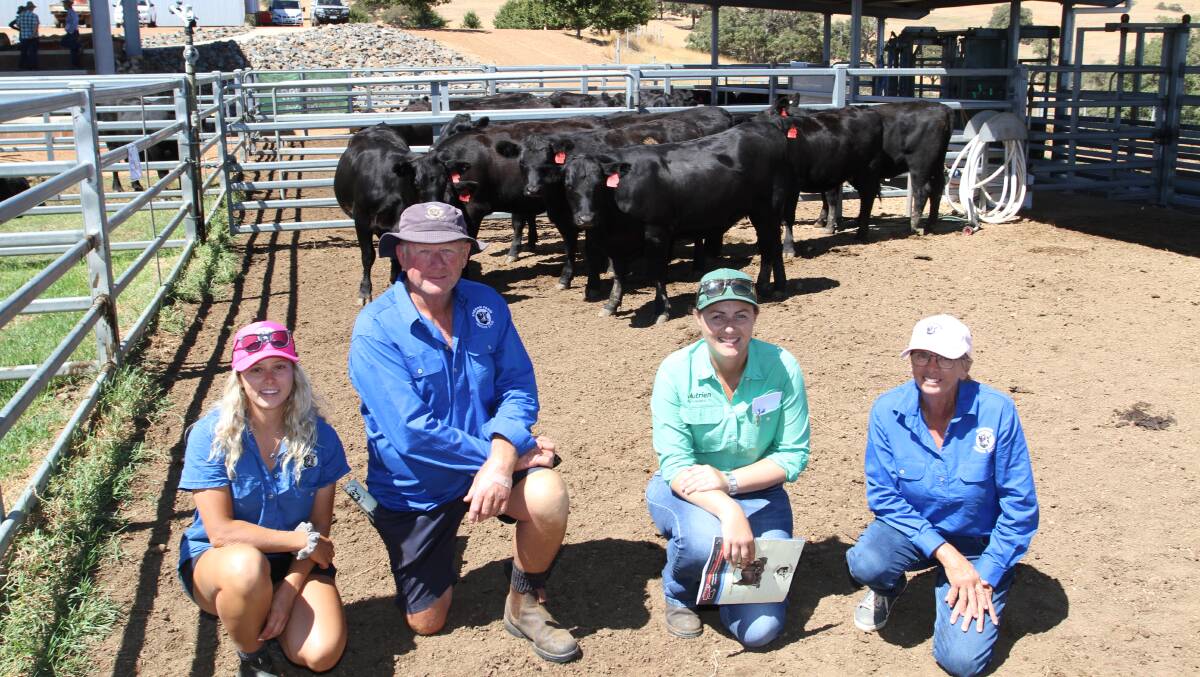 Lyndsay Flemming (second right), Nutrien Livestock, Brunswick/Harvey, with Sheron Farm Angus connections Kaitlan Angi, Steve and Sandy Elliot, Benger, with some of the 24 unjoined 2022-drop commercial Angus heifers which sold from $2000 to $2200 to Nutrien Livestock, Brunswick/Harvey on behalf of clients.