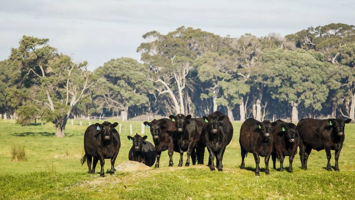 A collaborative research project to help significantly improve the carbon footprint of Western Australia's beef industry has reached its halfway mark.